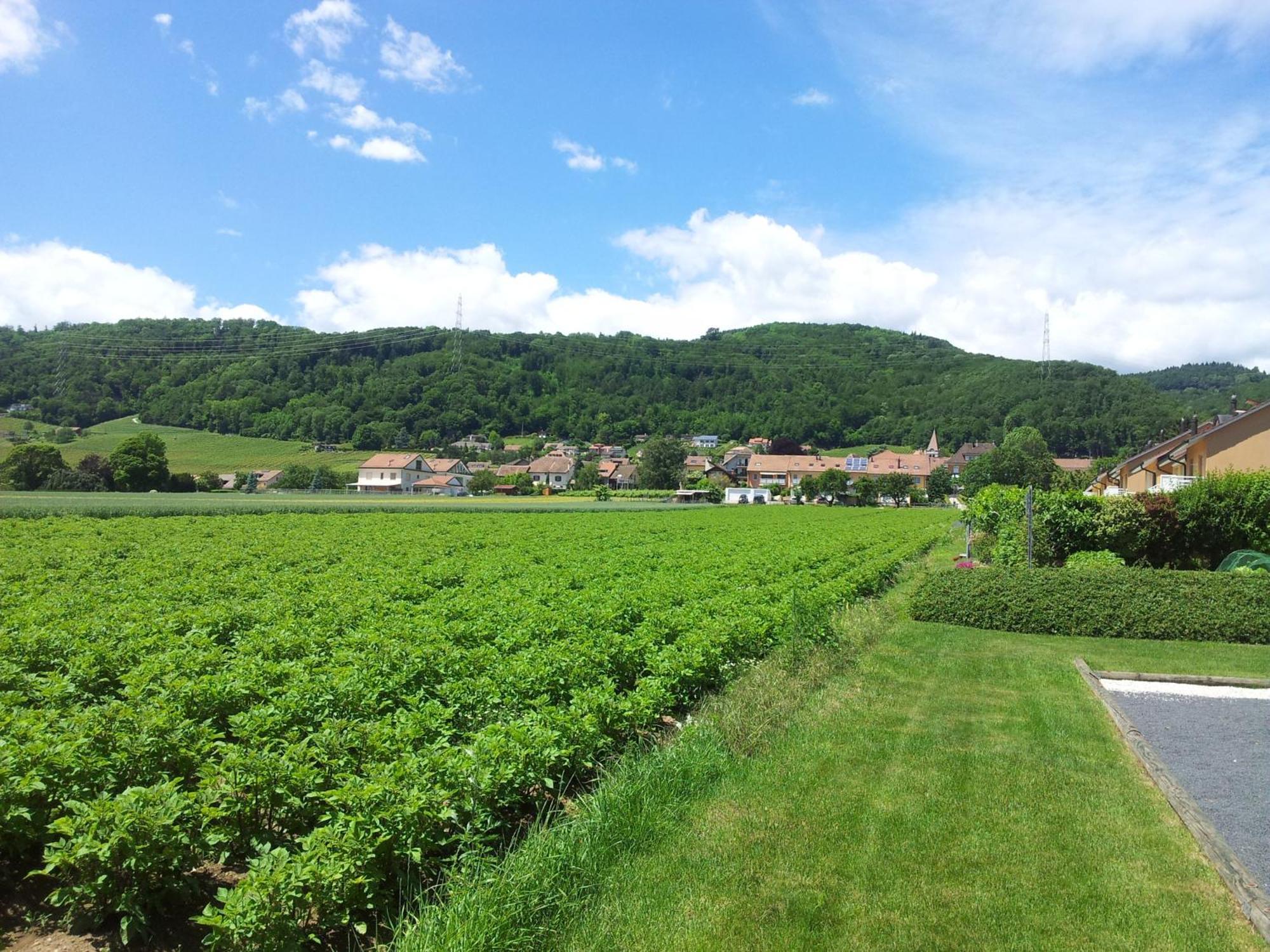 Au Coeur Du Vignoble Sur Bursins Bed and Breakfast Exteriör bild
