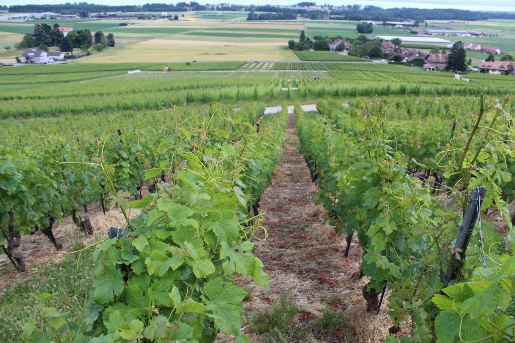 Au Coeur Du Vignoble Sur Bursins Bed and Breakfast Exteriör bild